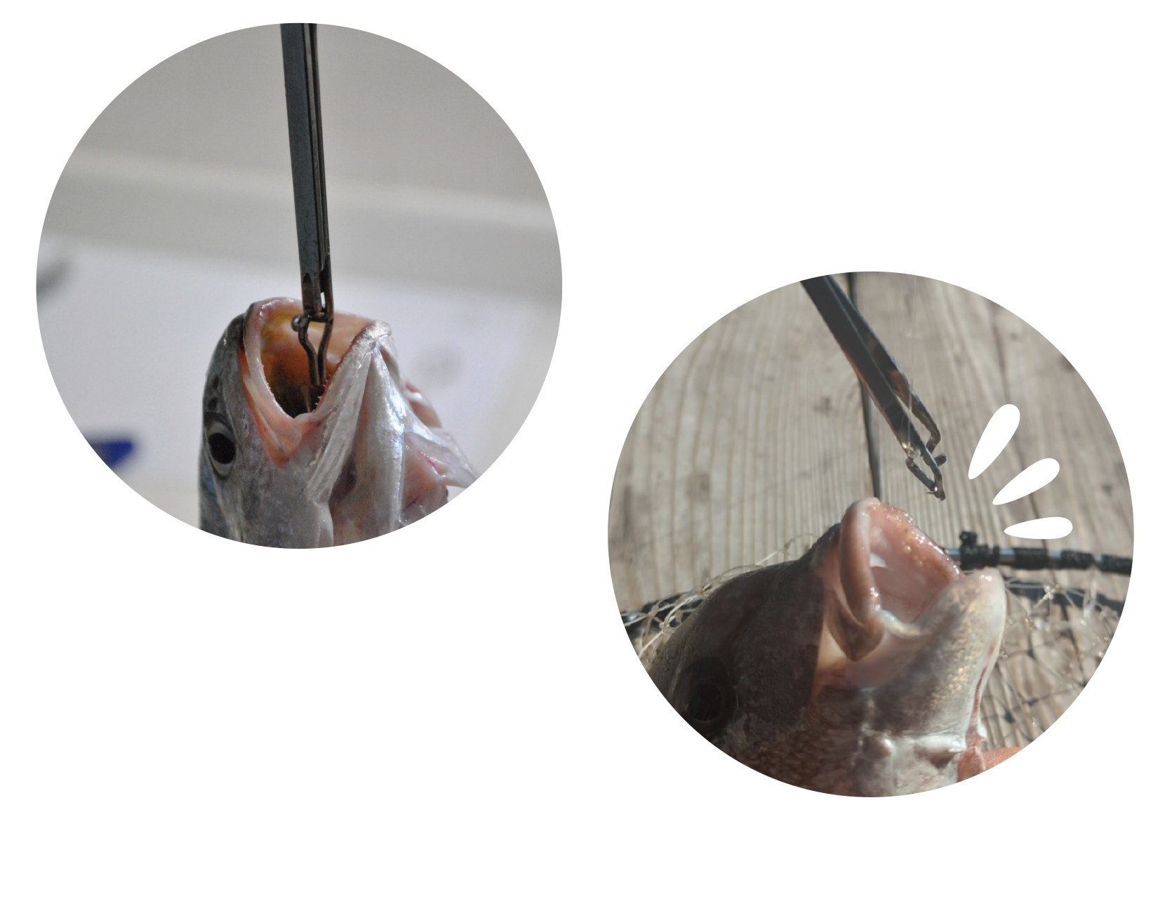 かかった針をポンと抜き取る。